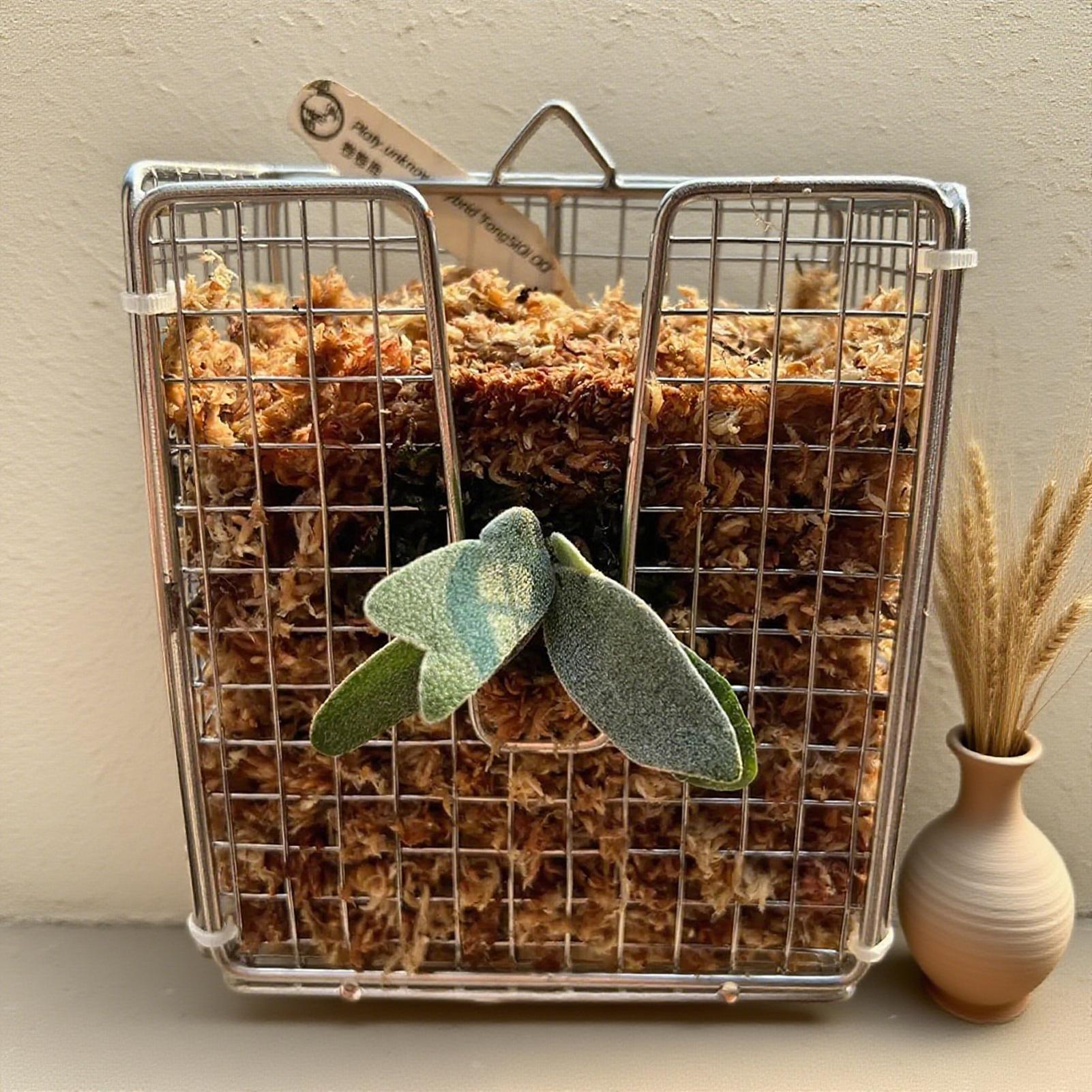Staghorn Fern Mounting Kit sta - Vertical Wall Planter ulasan dan harga