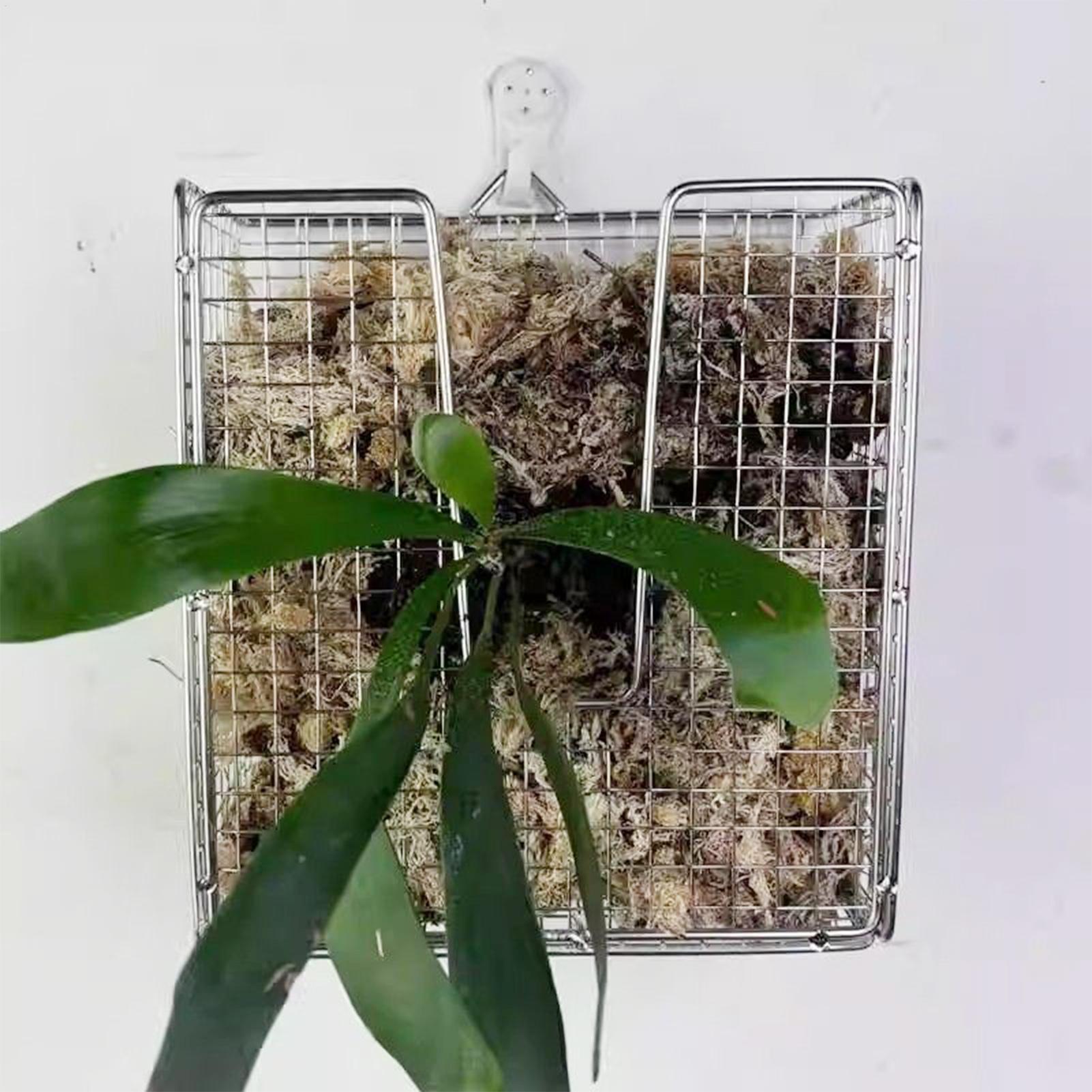Staghorn Fern Mounting Kit sta - Vertical Wall Planter ulasan dan harga