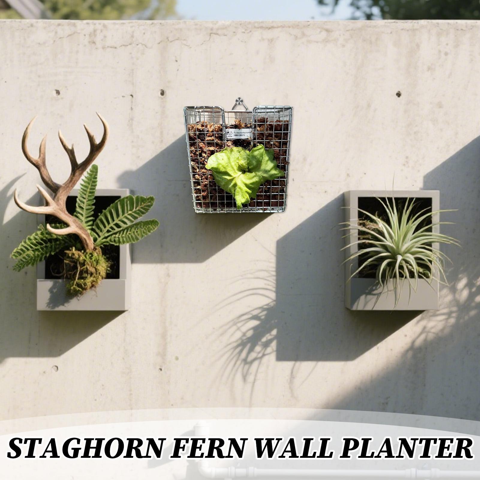 Staghorn Fern Mounting Kit sta - Vertical Wall Planter ulasan dan harga