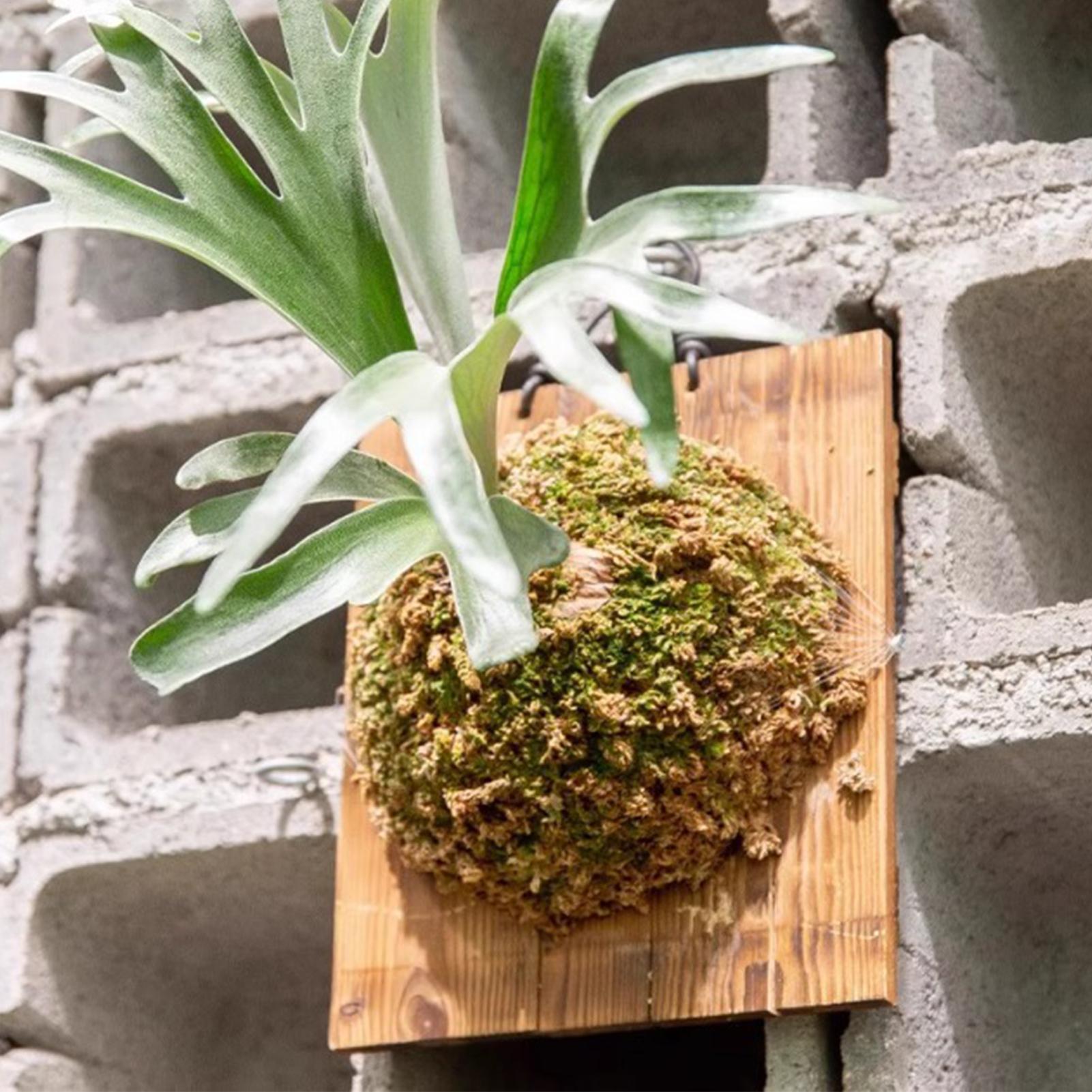1Pcs Indoor Wood Staghorn Fern - Vertical Wall Planter ulasan dan harga