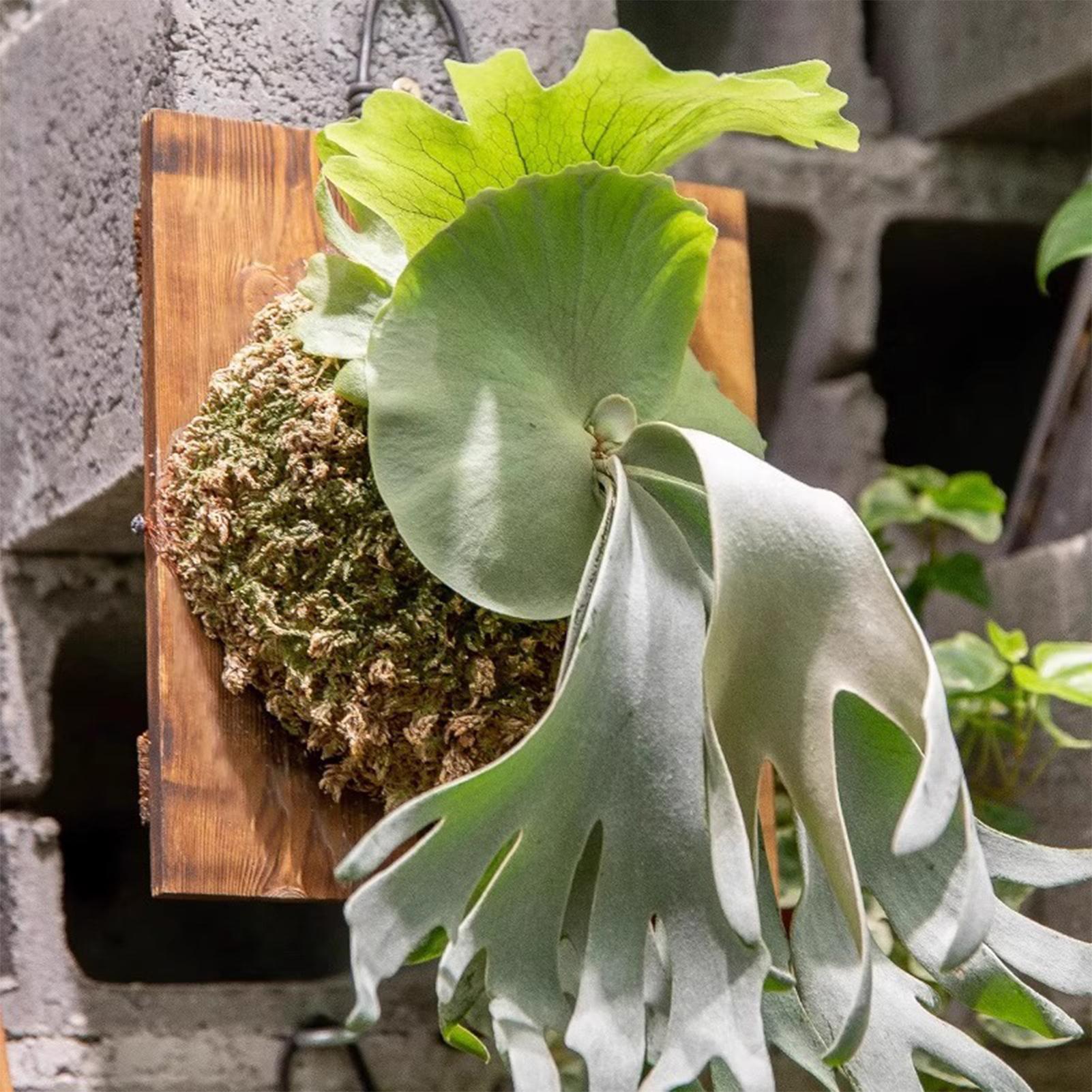 1Pcs Indoor Wood Staghorn Fern - Vertical Wall Planter ulasan dan harga