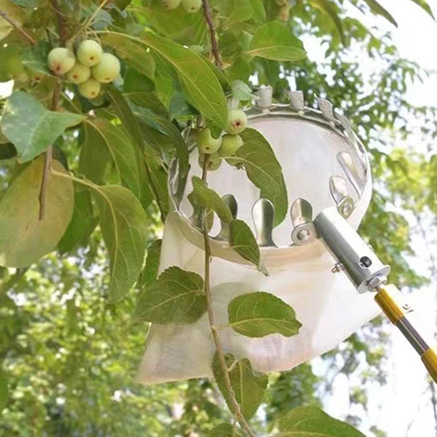 Professional Berry Picker Tool - Gardening Tools Rack ulasan dan harga