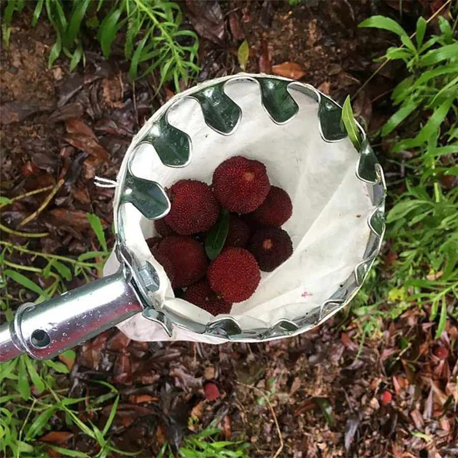 Professional Berry Picker Tool - Gardening Tools Rack ulasan dan harga